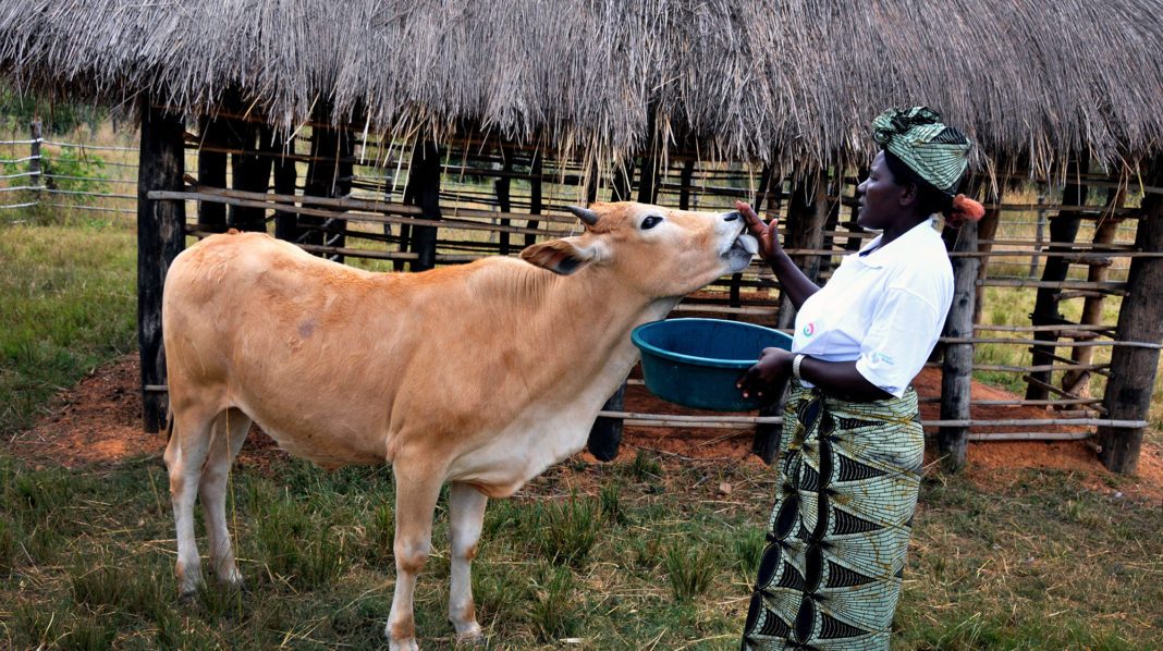 Picture of a cow being fed by a black woman in a Zambian farming investment environment
