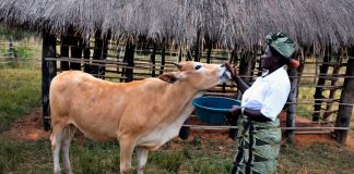 Picture of a cow being fed by a black woman in a Zambian farming investment environment