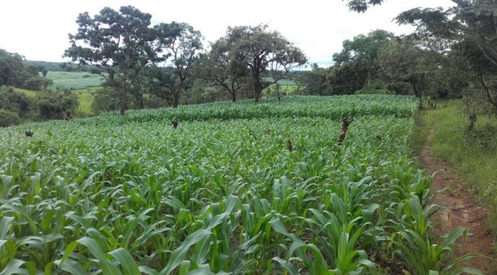 Picture of a mealie land in zambia