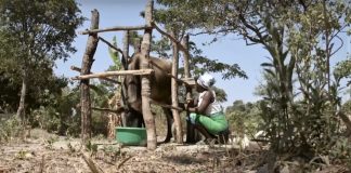 Women milking a cow in Zambia