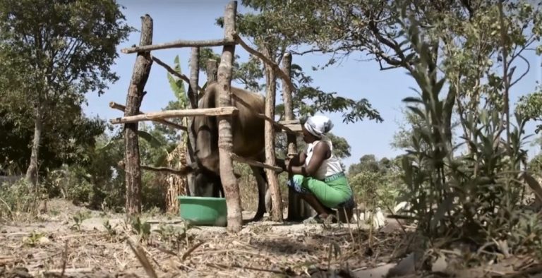 Women milking a cow in Zambia