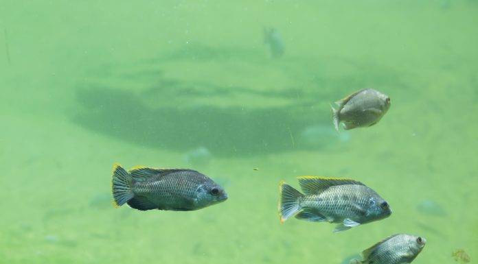 Swimming downstream: Zambia’s potential for copper beneficiation