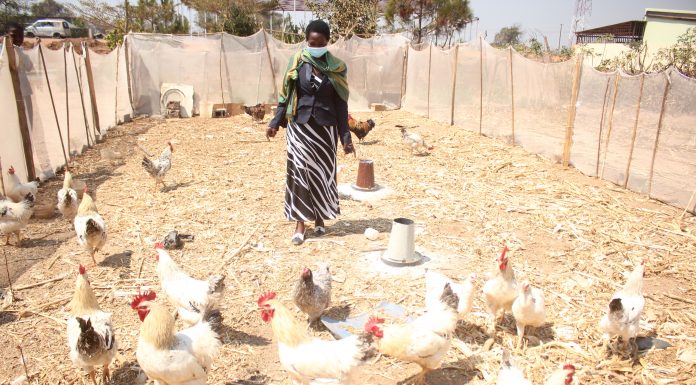 Chicken business supported by Kansanshi Mining Plc FQM in Zambia's North-Western Province