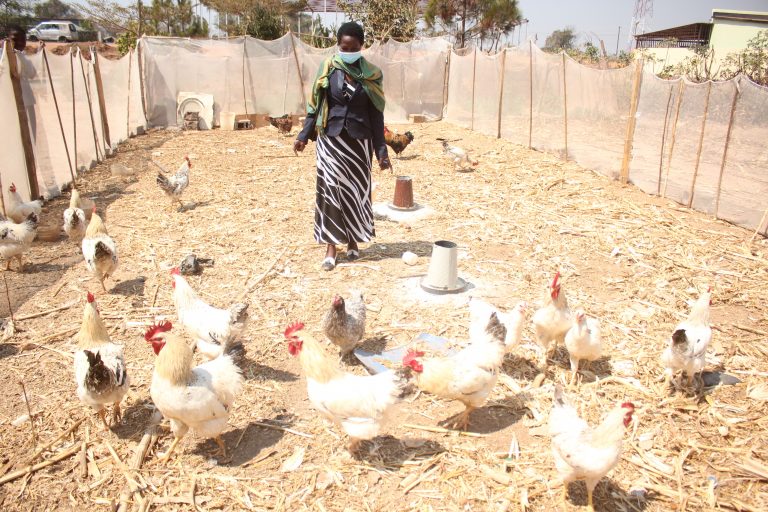 Chicken business supported by Kansanshi Mining Plc FQM in Zambia's North-Western Province